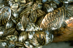 Zebra Mussels