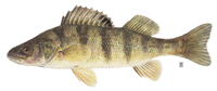 Yellow Perch